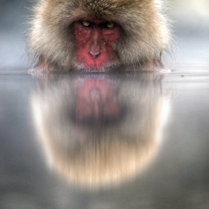 Japan snow monkey
