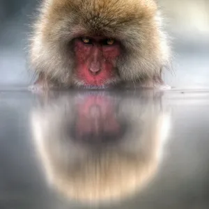 Japan snow monkey