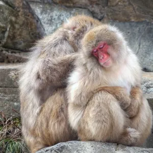 Japanese Snow Monkey Print