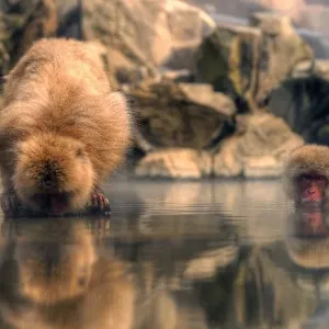 Japanese snow monkey