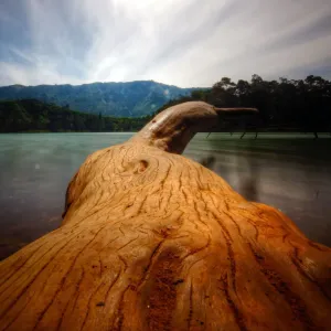 Java lake fallen red tree landscape