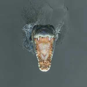 Jaws of a saltwater crocodile jumping from the Adelaide River seen from directly above Jaws of a saltwater crocodile jumping from the Adelaide River seen from directly above