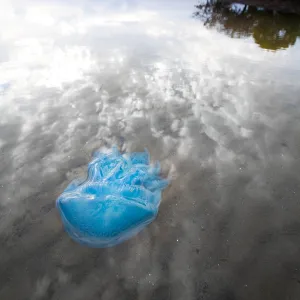 Jelly fish in water