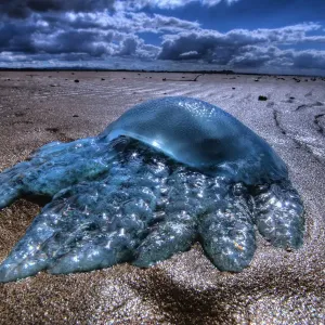 Jellyfish Jellyfish