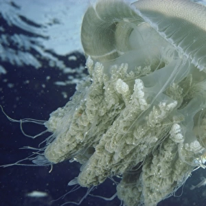 jellyfish gt barrier reef