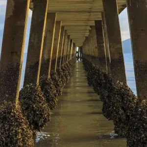 Under the Jetty Print - Coastal Scene with Barnacles on Pylons