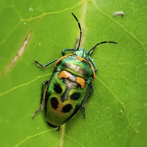 Jewel Bug on a leaf Jewel Bug on a leaf