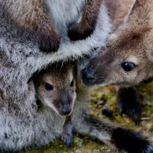 Joey with kangaroo