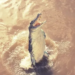 Jumping crocodile