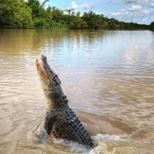 Jumping crocodile in Adelaide River, Darwin Jumping crocodile in Adelaide River, Darwin