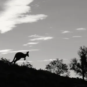 Jumping kangaroo on a ridge Jumping kangaroo on a ridge