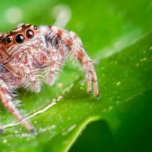 Jumping Spider