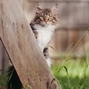 Jungle kitty