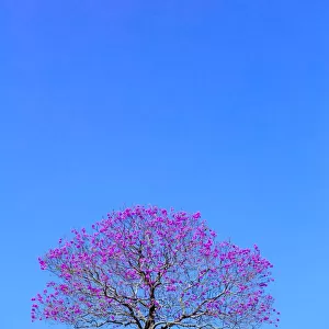 Just a tree