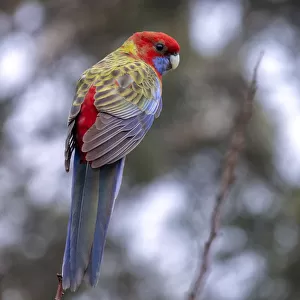 Juvenile Crimson Rosella perched on the top of a tree