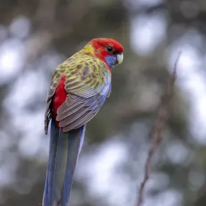 Juvenile Crimson Rosella perched on the top of a tree Juvenile Crimson Rosella perched on the top of a tree