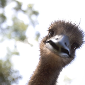 Juvenile Emus (Dromaius novaehollandiae), close-up