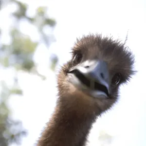 Juvenile Emus (Dromaius novaehollandiae), close-up Juvenile Emus (Dromaius novaehollandiae), close-up