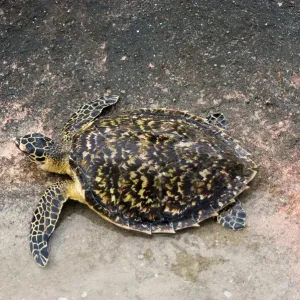 Juvenile hawksbill sea turtle