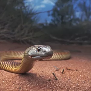 Juvenile king brown / mulga snake (Pseudechis australis) near spinifex vegetation