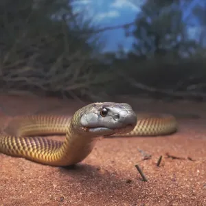 Juvenile King Brown Snake Print