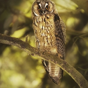 Juvenile long-eared owl