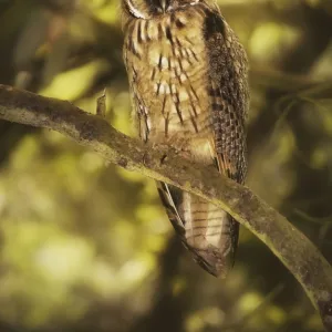 Juvenile long-eared owl