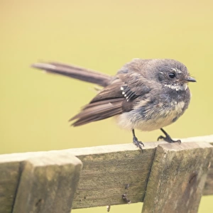 Juvenile wild willie wagtail (Rhipidura leucophrys) on wooden fence