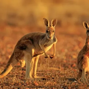 Kangaroo Kangaroo