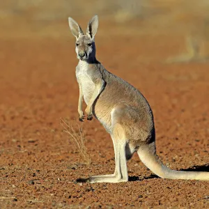 Kangaroo