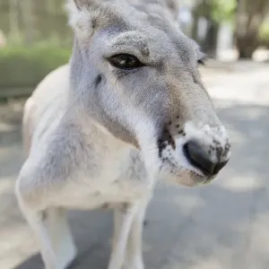 Kangaroo Kangaroo
