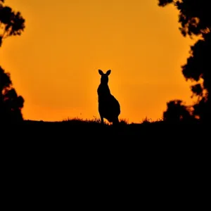 Kangaroo Kangaroo