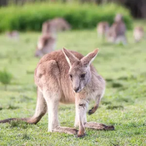 Kangaroo Kangaroo