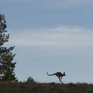 Kangaroo