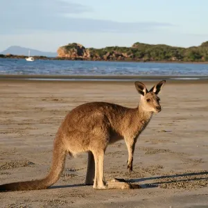 Kangaroo Beach Kangaroo Beach