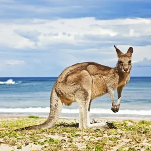 Kangaroo Beach Print Kangaroo Beach Print