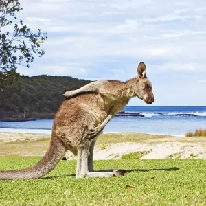 Kangaroo Beach Print Kangaroo Beach Print