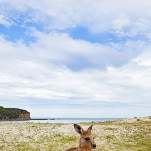 Kangaroo at the beach