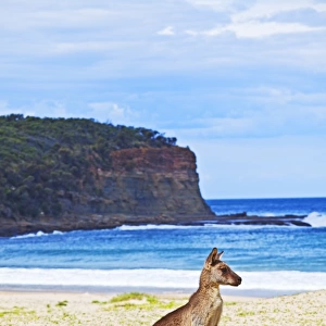 Kangaroo at the beach