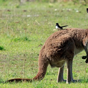 Kangaroo with a bird sitting on its back