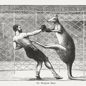 The kangaroo boxer, wood engraving, published in 1895