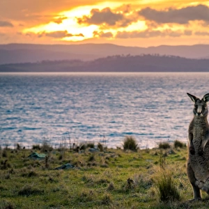 Kangaroo at Cape Boullanger, Maria Island, Tasmania