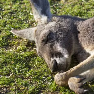 A Kangaroo having a nap A Kangaroo having a nap