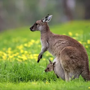 Kangaroo Island Kangaroo (Macropus fuliginosus) Kangaroo Island Kangaroo (Macropus fuliginosus)