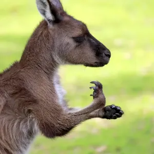 Kangaroo Island Kangaroo, (Macropus fuliginosus) Kangaroo Island Kangaroo, (Macropus fuliginosus)