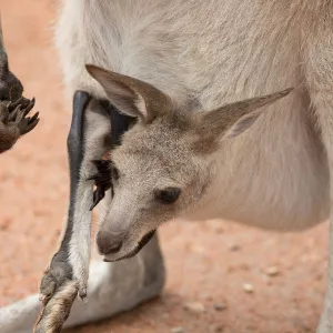 Kangaroo Joey