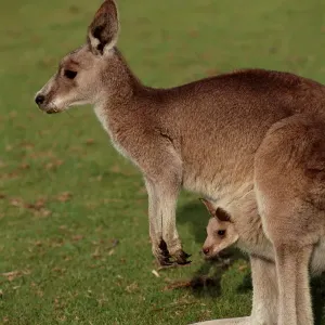 Print of a Kangaroo and Joey in the Australian Outback
