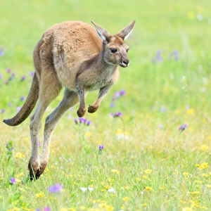 Kangaroo jumping over green grass. Australia