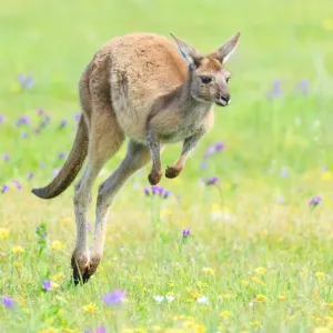 Un canguro che salta su erba verde. Australia Un canguro che salta su erba verde. Australia