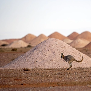 Kangaroo in opal mining area in Coober Pedy in the South Australian Outback